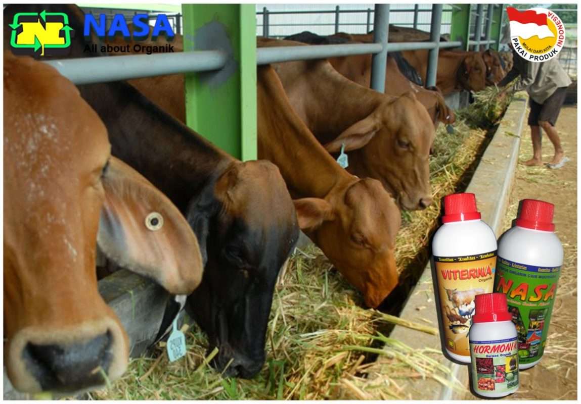 gambar-sapi-limosin-super-untuk-usaha-ternak-sapi-nasa-kaltim-viterna-plus